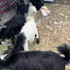 البيع تيوس وجفار