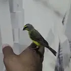 ذكر ياسمين موزنبيقي