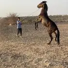 مهر انقليزي