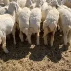 رخال مندي كفو فل شحم