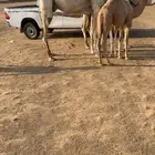 خلفتين كفوو