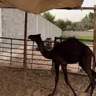 للبيع بكرة مجهم