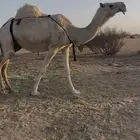 خلفه رمانيه