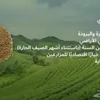 بذور برسيم حساوي
