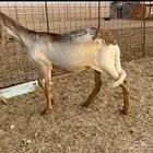 جذعه درمانيه فاخره