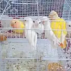 روز نهاية غر هدد واليف