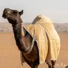 جلال إبل