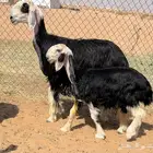 للبيع نجد خصم متبع ورخال