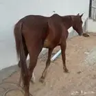 حصان للبيع