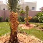 نخل للبيع مثمر نقايل جثايث خلاص صقعي سكري سلج شيشي غر ونانه