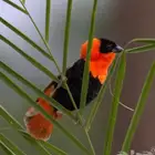 طائر النابليون