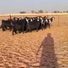 معزا عوارض طيبه