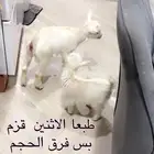 تيس قزم حجم صغير ابيض