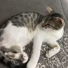 قطط للتبني