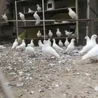 حمام جنبو فرنسي