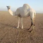 ناقه وضحاء ضريبة وسنها ثنيه الموقع كبري قريب كبري الشاميه