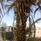 نخل للبيع عمره أكثرمن ثلاثين سنه