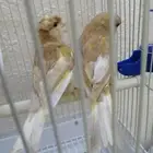 كناري
