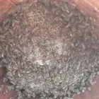 عسل سدر للحجز