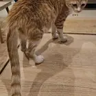 قطه انثى للتبني