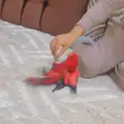 ببغاء رد لوري اليف وهدد