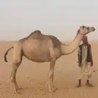 هجن متلي بكر على ذياب ولدها قريب