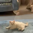 قط صغير عمره شهرين للتبني