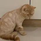 قط مفقود