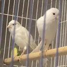 زوج كناري ابيض للبيع