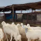 خال صنف للبيع العدد 25 راس بفحلها