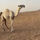 قعود تمامي مفرود
