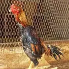 طقم شامو ياباني