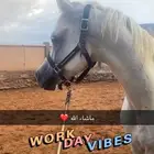 حصان اصفر الون اصفر العمر 4سنين ابوه واهو وامه واهو على سوم