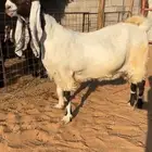 عنز مشروكة صنف نادر وجرم ناهي وخصم تم البيع