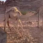 قعود طيب للبيع