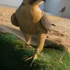 شيهانه طيبه طيبه