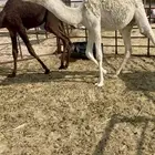 قعدان تربية طيبه