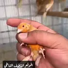 كناري اوربي