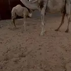 عشراء حمرا حدرها بكره كفووو