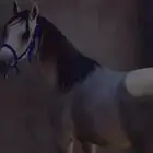 السلام عليكم