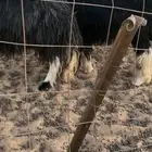 خروف نجدي مشروط