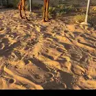 مفروده شعلا