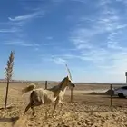 فرس من نوادر الشعبي