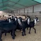 معزاء عورض من مراح طيب(مقصوصه عليها عليها قل علاف) سوم950