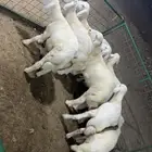 تم البيع الله يبارك للمشتري ويرزقنا ويرزق كل من يقراء