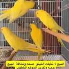 اناثي درات هولندي وذكر نيبالي