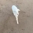 دواغير حري