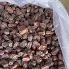 تمر خضري 110 طن 550 كرتون. 20 كيلوا للكرتون