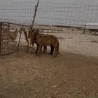 رخال سواكني درمانيات