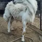 للبيع خروف فاخر